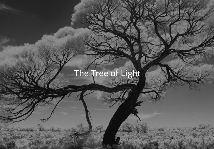 the tree of light banner2