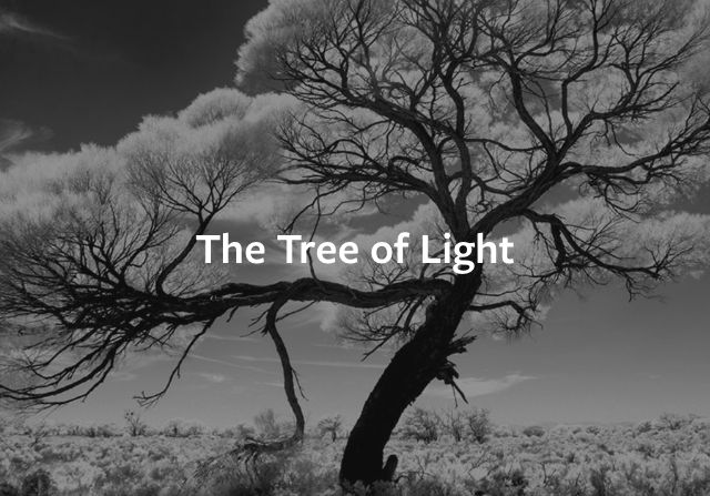tree of light 4